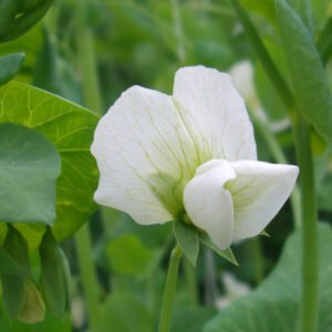 Arveja Obonuco San Isidro