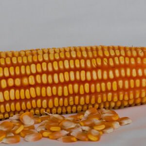 FNC 8134 para grano y forraje