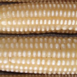 Undenar Granizo 100 variedad blanco