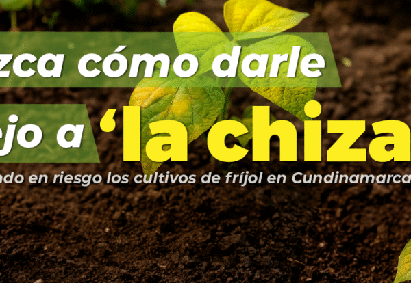 La chiza 5-01