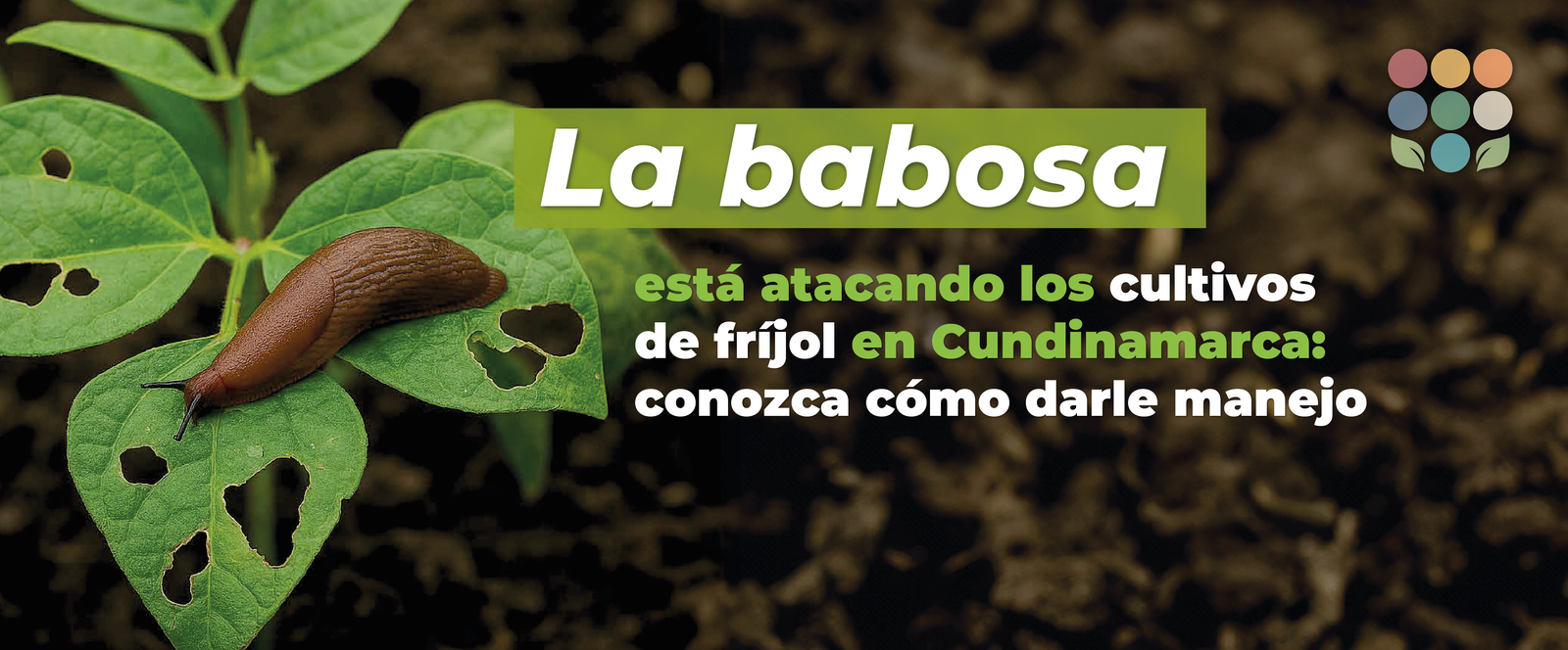 Plantilla Banner Web 003 (1)