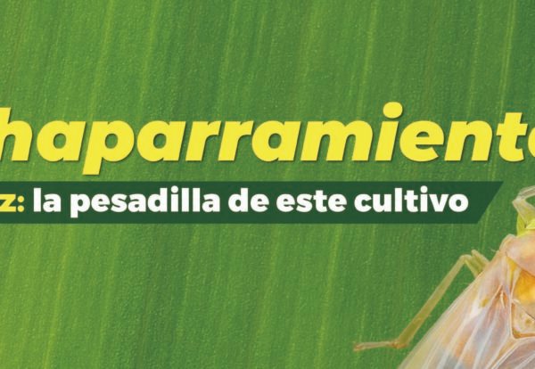 Achaparramiento de maíz redes7